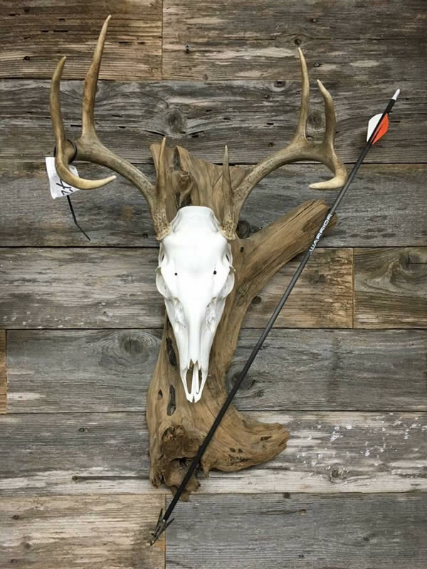 Outlaw Taxidermy Photo