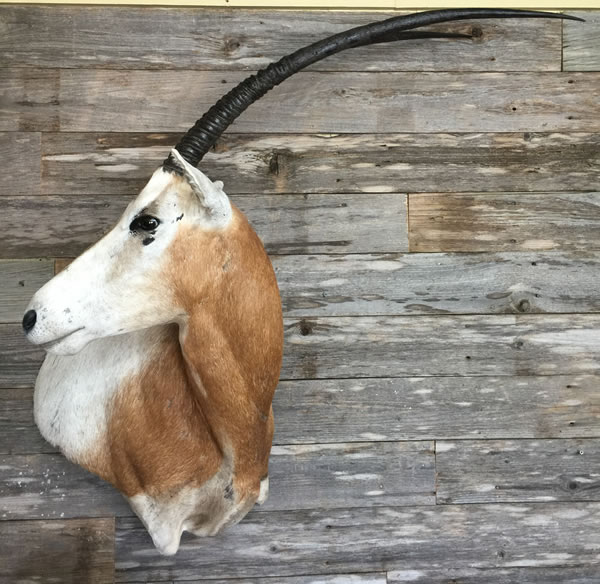 Outlaw Taxidermy Photo